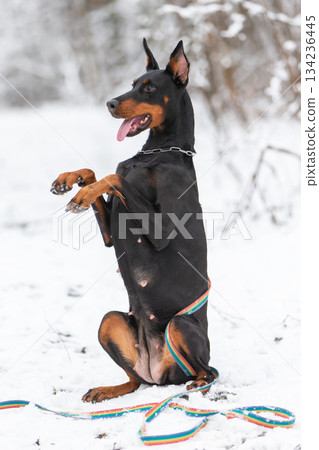 Doberman enjoys playtime in the snow surrounded by nature on a chilly winter day Doberman enjoys playtime in the snow surrounded by nature on a chilly winter day 134236445