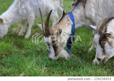 Close-up of goats eating grass. Grazing in a meadow. Close-up of goats eating grass. Grazing in a meadow. 134236453