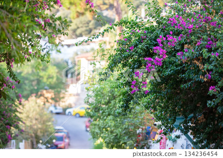 Colorful bougainvillea blooms adorn a tranquil neighborhood street in springtime Colorful bougainvillea blooms adorn a tranquil neighborhood street in springtime 134236454