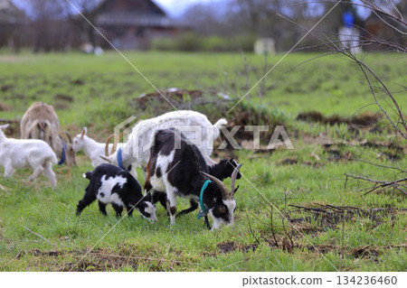 Black and white goats graze on a green meadow. 134236460