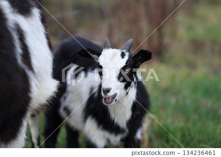 A black and white kid is grazing on a green meadow. A black and white kid is grazing on a green meadow. 134236461