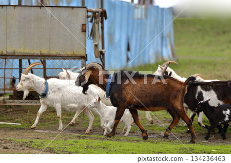 A herd of goats of different ages and colors graze in a meadow. 134236463