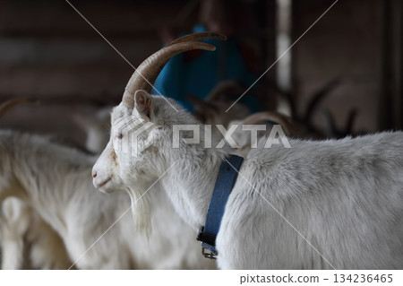 Close-up of a grey goat with a blue collar. Close-up of a grey goat with a blue collar. 134236465