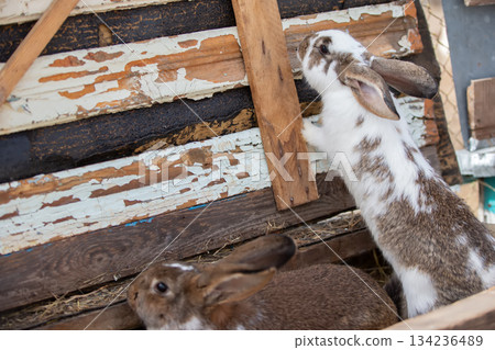 Two speckled rabbits in wooden farm crates. 134236489