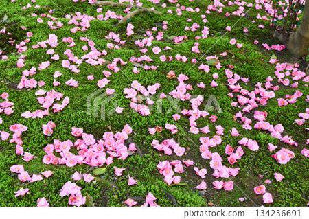 Beautiful fallen camellias at Reikanji Temple in Kyoto during the spring special viewing period (Sakyo Ward, Kyoto City, Kyoto Prefecture) 134236691