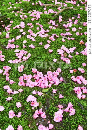 京都靈觀寺春季特別觀賞期內美麗的落山山花（京都府京都市左京區） 134237073
