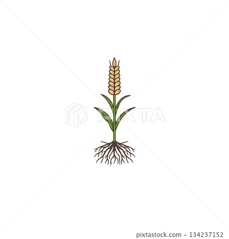 Isolated botanical representation of wheat crop showcasing roots, stalk, leaves, and grain head 134237152