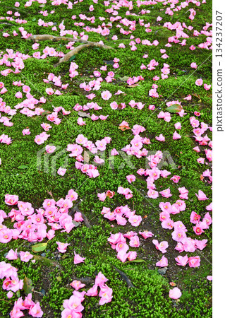 京都靈觀寺春季特別觀賞期內美麗的落山山花（京都府京都市左京區） 134237207