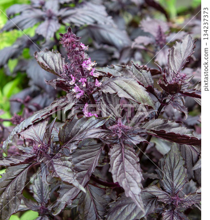 Basil plant blooming in the vegetable garden, close-up. Basil plant blooming in the vegetable garden, close-up. 134237373
