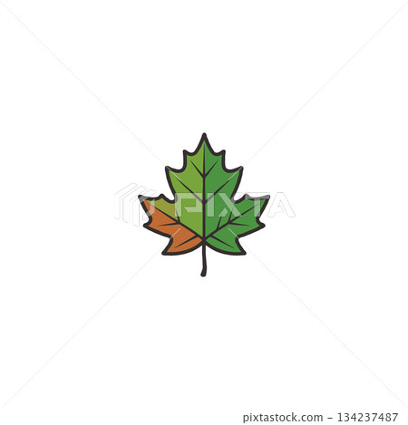 Stylized botanical illustration showcasing a vibrant maple leaf with seasonal color transition 134237487