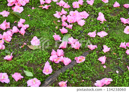 Beautiful fallen camellias at Reikanji Temple in Kyoto during the spring special viewing period (Sakyo Ward, Kyoto City, Kyoto Prefecture) 134238060