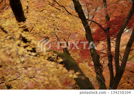 The landscape glows with fiery hues as the bright red maple leaves undergo a full color change The landscape glows with fiery hues as the bright red maple leaves undergo a full color change 134238104