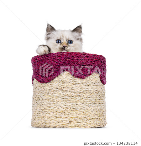 Sacred Birman cat on white background Sacred Birman cat on white background 134238114