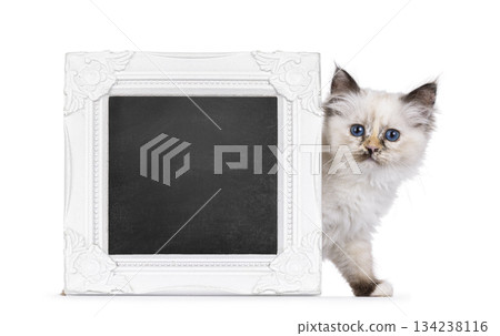Sacred Birman cat on white background 134238116