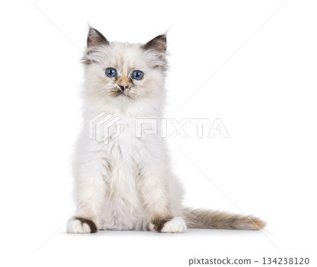 Sacred Birman cat on white background Sacred Birman cat on white background 134238120