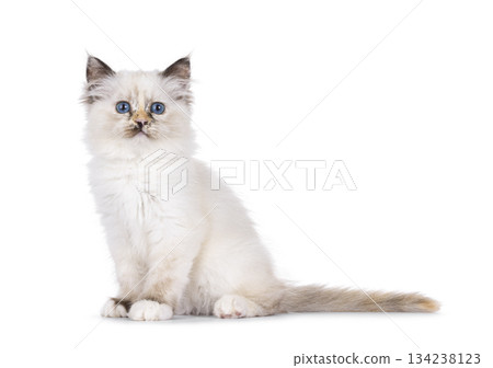 Sacred Birman cat on white background Sacred Birman cat on white background 134238123