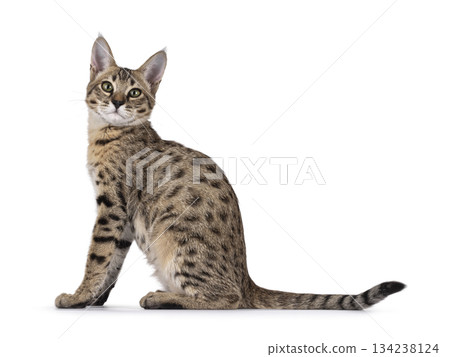 Brown cat on white background 134238124