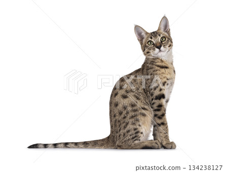 Brown cat on white background Brown cat on white background 134238127