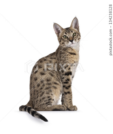 Brown cat on white background Brown cat on white background 134238128