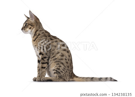 Brown cat on white background 134238135