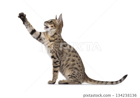 Brown cat on white background Brown cat on white background 134238136