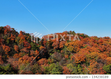 Autumn leaves at Hoshida Garden (Katano City, Osaka Prefecture) 134238189
