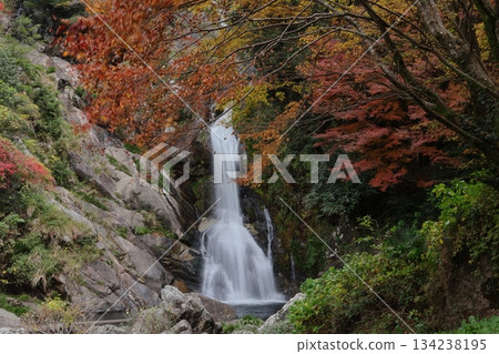 Mikaeri Falls and autumn leaves in Karatsu City, Saga Prefecture Mikaeri Falls and autumn leaves in Karatsu City, Saga Prefecture 134238195