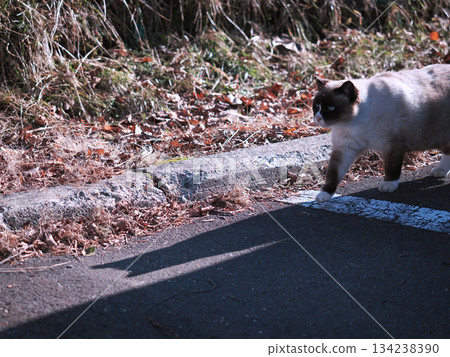 Stray cat on the roadside 134238390