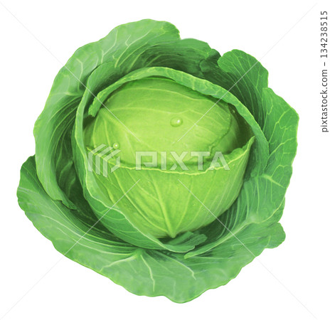 捲心菜的插圖 134238515