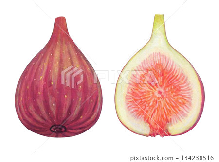 Illustration of fig 134238516