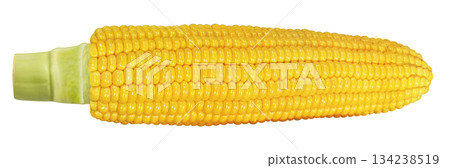 Illustration of corn 134238519
