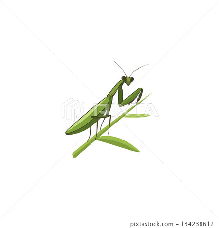 Illustrative depiction of a mantis gracefully perched upon delicate green leaves in a serene Illustrative depiction of a mantis gracefully perched upon delicate green leaves in a serene 134238612