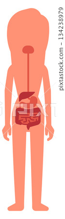 A woman s internal organs are shown in red 134238979