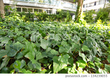 Green vines and building background Green vines and building background 134239055