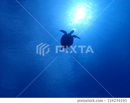 The turtle that brings happiness 134239193