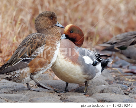 Wigeon Wigeon 134239243