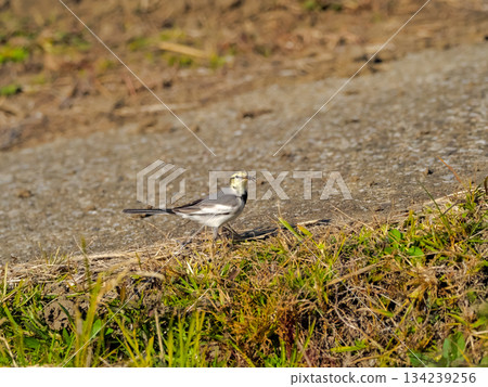 Hakusekirei Hakusekirei 134239256