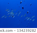 The sea of Okinawa 134239282