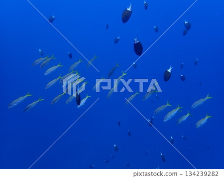 沖繩海 134239282