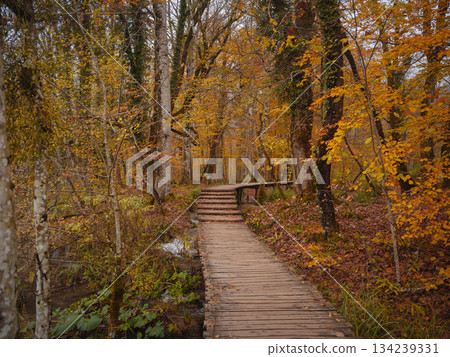 Wooden walkpath in Plitvice National Park. Splendid autumn in forest with pure water lake. Picturesque landscape of Croatia, Europe. Beauty of nature concept background. Wooden walkpath in Plitvice National Park. Splendid autumn in forest with pure water lake. Picturesque landscape of Croatia, Europe. Beauty of nature concept background. 134239331