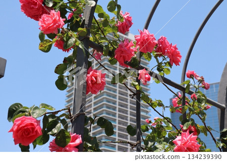 粉紅色的玫瑰和高樓大廈構成了一幅色彩繽紛的都市景象 134239390