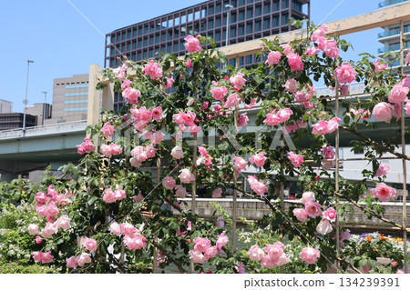 城市裡盛開著粉紅色的玫瑰，木質棚架點綴著一片寧靜的景色。 134239391