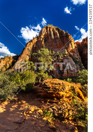 Red sandstone formations and green trees along Canyon Overlook Trail in Zion National Park. Rugged cliffs rise under a deep blue sky with white clouds Red sandstone formations and green trees along Canyon Overlook Trail in Zion National Park. Rugged cliffs rise under a deep blue sky with white clouds 134239537
