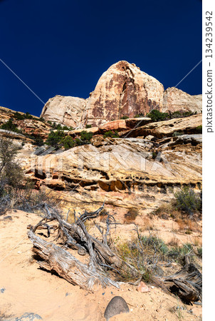 Scenic view of white Navajo Sandstone domes along Hickman Bridge Trail in Capitol Reef National Park. Green juniper trees dot rocky landscape under deep blue sky 134239542