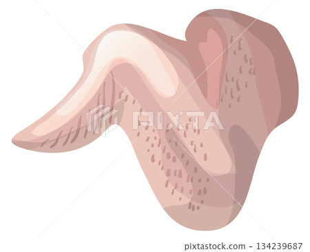 A cartoon drawing of a chicken wing with a lot of hair on it 134239687