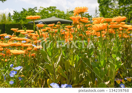 The flower bed of the park 134239768