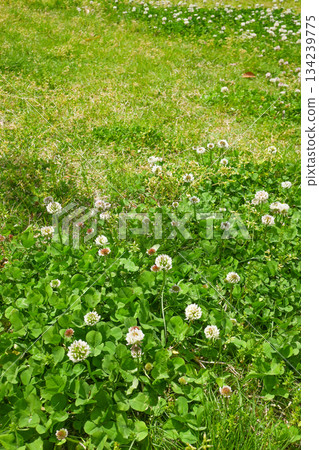 公園的花壇 134239775