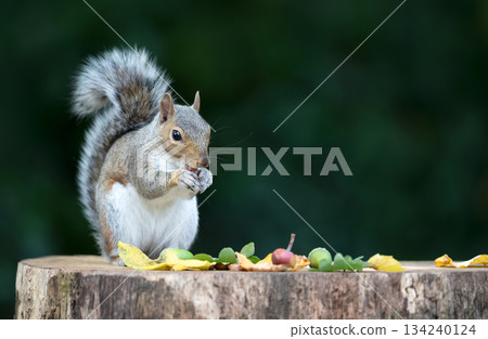Grey Squirrel holding and eating nut on a tree stump Grey Squirrel holding and eating nut on a tree stump 134240124