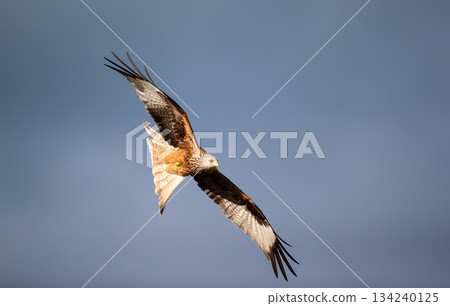 Red kite soaring in flight against blue sky Red kite soaring in flight against blue sky 134240125