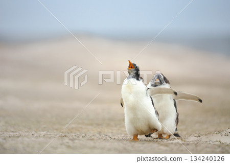 Fluffy Gentoo penguin chicks standing on a sandy beach in the Falkland Islands Fluffy Gentoo penguin chicks standing on a sandy beach in the Falkland Islands 134240126